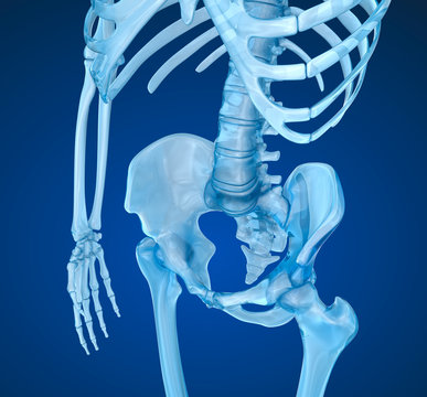 Human skeleton: pelvis and sacrum. Medically accurate 3D illustration
