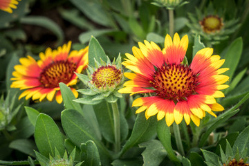 Red and Yellow flower on green background