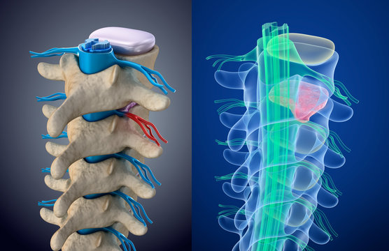 Spinal Cord 3D Images – Browse 10,703 Stock Photos, Vectors, and Video |  Adobe Stock