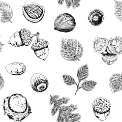 Hand drawn fall acorns,chestnuts, hazelnuts , oak and chestnuts