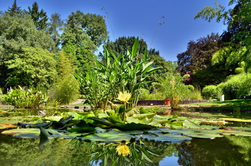 Botanischer Garten im Sommer