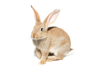 rabbit on a white background