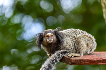 Naklejka premium Little monkey in the rain forest