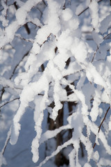 snow landscape tree 