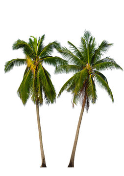 Two Coconut palm trees isolated on white background. Included clipping path