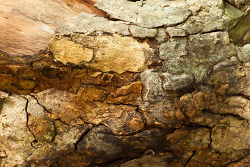 Close up to old stump Texture of wood