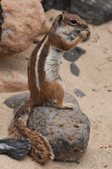 Barbary ground squirrel (atlantoxerus getulus), Fuerteventura, Canary Islands