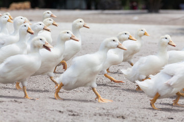 Real white duck in a farm with pond