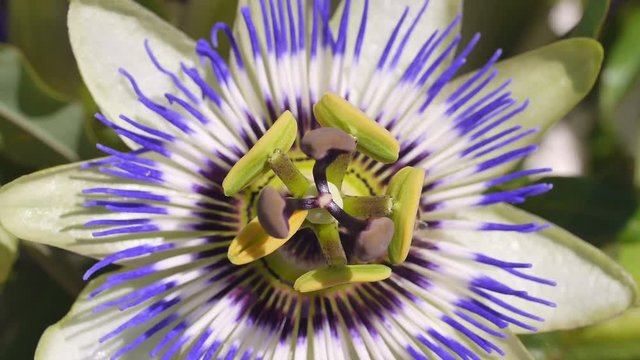 Passionsblume mit Honigbiene, Passiflora, caerulea