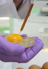 Lebensmittelhygiene Untersuchung im Labor Ei Eidotter