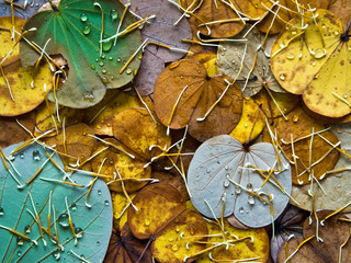 Colorful of leaves and lotus pollen in Autumn