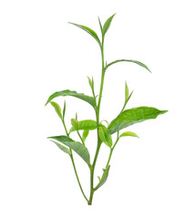 Fototapeta premium Green tea leaf isolated on white background