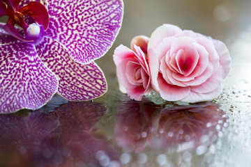 Beautiful orchid and rose flowers