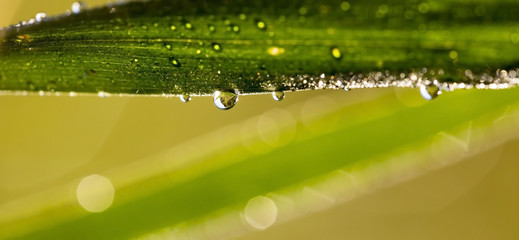 Nature website banner of fresh water drops on a grass
