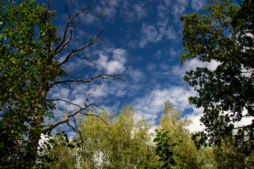 Небо на фоне деревьев в лесу.