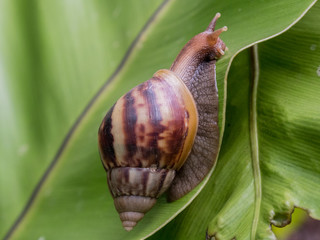 huge, conical shell garden snail