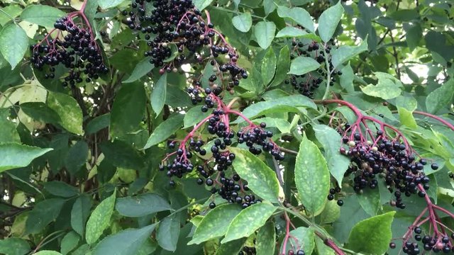 Holunder, Sambucus niger, reife Beeren am Busch