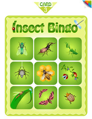 Bingo  with different insects 3