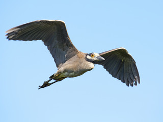 Fototapeta na wymiar Yellow-crowned Night Heron in Flight