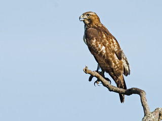 Red-tailed Hawk in Tree