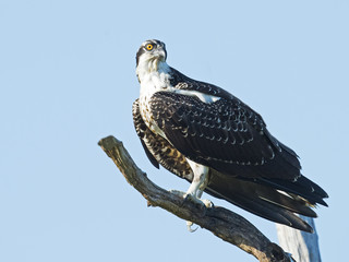 Juvenile Osprey in Tree