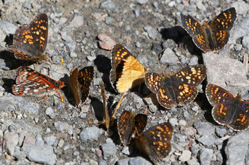Field Crescent Butterflies - Phyciodes pulchella