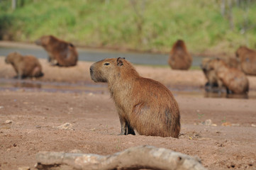 group of capybaras in the sun