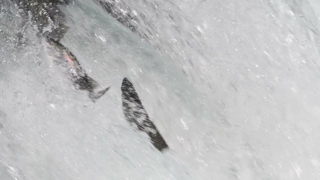 Slow motion of Alaskan brown bear eating a salmon at Brooks Falls in Katmai National Park, Alaska