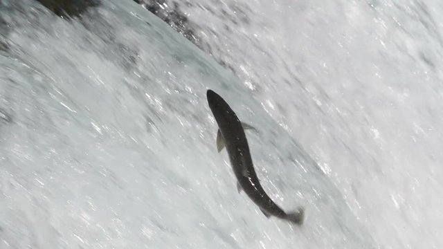 Slow motion of Alaskan brown bear eating a salmon at Brooks Falls in Katmai National Park, Alaska