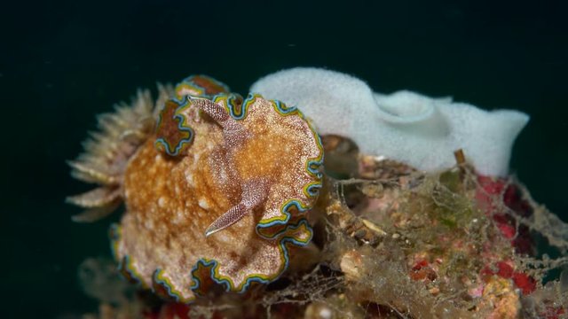Glossodoris cincta nudibranch laying eggs