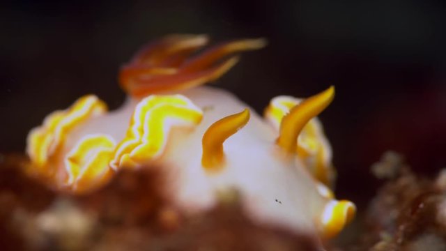 White and yellow Glossodoris electra nudibranch