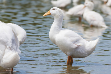 Obraz premium Real white duck in a farm with pond