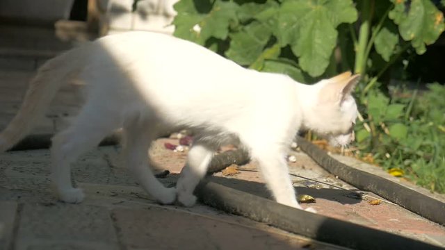kitten is on the back track outdoors slow motion video