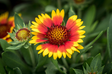 Red and Yellow flower on green background