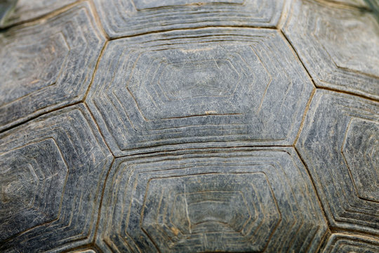 Turtle carapace / Abstract texture background of dirty turtle carapace.