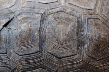 Turtle carapace / Abstract texture background of dirty turtle carapace.