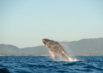 Fototapeta premium Whale breaching 4