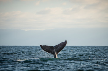 Naklejka premium Happy whale tail