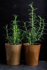 Rosemary plant in a flowerpot on a black background
