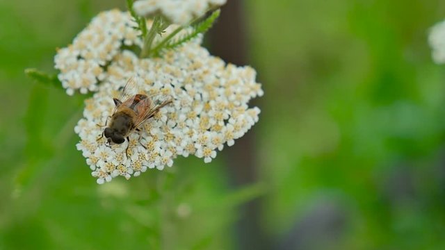 gadfly bee sitting on a flower on a green background nature macro slow motion video