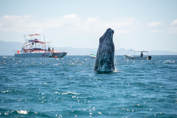 Fototapeta premium Whale human watching