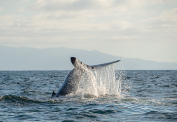 Fototapeta premium Whale tail 2