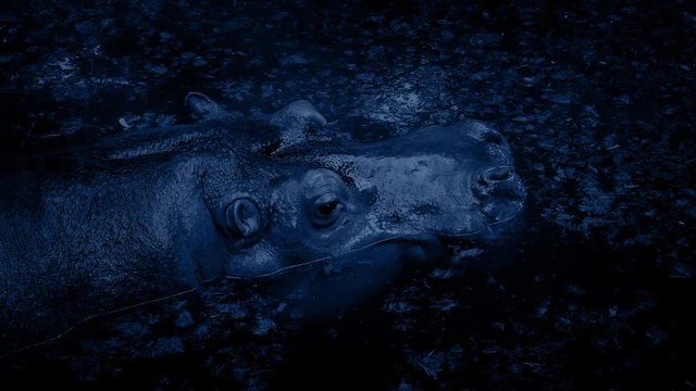 Hippo Submerges In Lagoon At Night