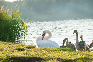 swans family at the beach