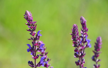 Purple sage salvia flowers over green meadow