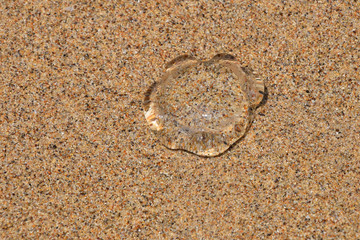One transparent jellyfish on sand beach