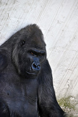 Male gorilla portrait looking at camera