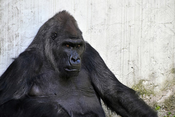 Male gorilla portrait looking at camera