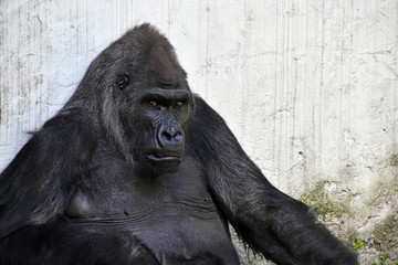 Obraz premium Male gorilla portrait looking at camera