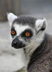 Naklejka na ściany i meble Close up portrait of ring-tailed lemur catta